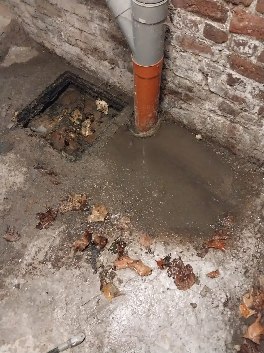 How tree roots get into a sewer — and what it costs to ignore them